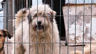 Hayvan barınağındaki köpek. Köpek çatışmaya bakıyor. Barınağın arkasında köpekler var.. 
