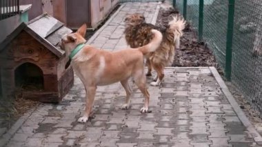 Hayvan barınağındaki köpek. Köpek çatışmaya bakıyor. Barınağın arkasında köpekler var.. 