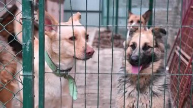 Hayvan barınağındaki köpek. Köpek çatışmaya bakıyor. Barınağın arkasında köpekler var.. 