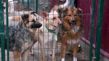 Hayvan barınağındaki köpek. Köpek çatışmaya bakıyor. Barınağın arkasında köpekler var.. 