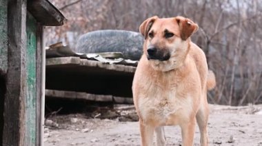 Hayvan barınağındaki köpek. Hayvan barınağında evlat edinilmeyi bekleyen üzgün köpek..