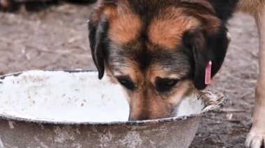 Hayvan barınağındaki köpek. Sokak köpeği bir köpek kasesinden su içer. Hayvan barınağında hayvan bakımı.
