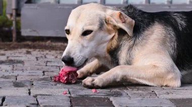 Hayvan barınağındaki köpek. Sokak köpeği barınakta kemik kemiriyor. Hayvan barınağında aç yiyecekler