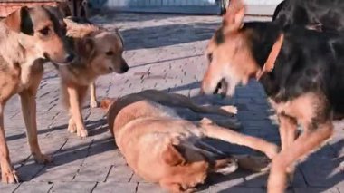 Hayvan barınağındaki köpek. Barınakta köpekler oynuyor. Güneşli bir günde oynayan iki melez köpek.. 