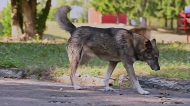 Evsiz bir köpek bir yaz günü parkta yürür. Sokakta başıboş bir köpek. Sokak köpeği, evsiz köpek
