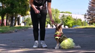 Küçük köpek bir yaz günü parkta sahibiyle oynuyor. Köpek yavrusu dışarıda halkalı oyuncakla oynuyor.. 