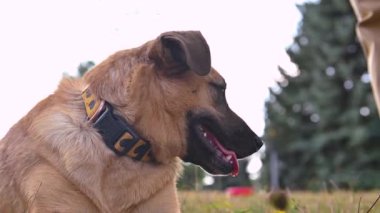 Bir yaz günü parkta bir köpek. Bir yaz günü yeşil çimlerin üzerindeki parkta bir sokak köpeği. Bir köpeğin yakın plan portresi.