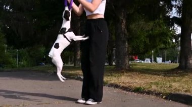 Küçük köpek bir yaz günü parkta sahibiyle oynuyor. Köpek yavrusu dışarıda halkalı oyuncakla oynuyor.. 