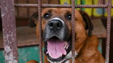 Hayvan barınağındaki köpek. Köpek çatışmaya bakıyor. Barınağın arkasında köpekler var.. 