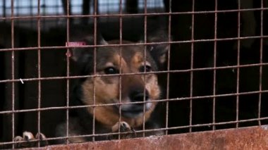 Hayvan barınağındaki köpek. Köpek çatışmaya bakıyor. Barınağın arkasında köpekler var.. 
