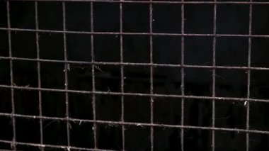 Hayvan barınağında finans ve çatışmanın arkasındaki köpek. Köpek çatışmaya bakıyor. Barınaktaki köpekler. 