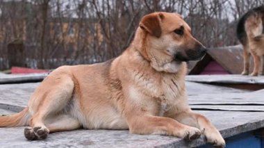 Hayvan barınağındaki köpek. Hayvan barınağında evlat edinilmeyi bekleyen üzgün bir köpek. Köpek evlat edinme kavramı