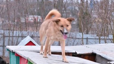 Hayvan barınağındaki köpek. Hayvan barınağında evlat edinilmeyi bekleyen üzgün bir köpek. Köpek evlat edinme kavramı