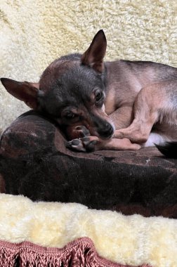 Hayvan barınağında bir köpek. Rahat bir ev ortamında dinlenen bir köpek. Köpekler evlat edinilmeyi bekliyor. Dikey resim