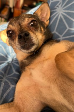 Hayvan barınağında bir köpek. Rahat bir ev ortamında dinlenen bir köpek. Köpekler evlat edinilmeyi bekliyor. Dikey resim