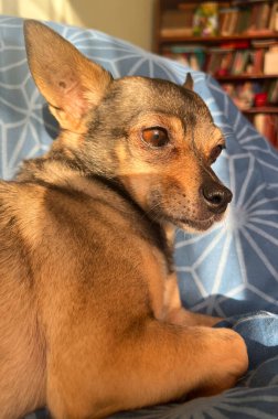 Hayvan barınağında bir köpek. Rahat bir ev ortamında dinlenen bir köpek. Köpekler evlat edinilmeyi bekliyor. Dikey resim