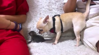 Köpek kedi yavrusuyla oynuyor. Chihuahua gri kediyle tanışır. Gri kedili Chihuahua köpeği evdeki yatakta oynuyor. Hayvanların arkadaşlık konsepti