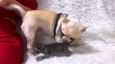 Köpek kedi yavrusuyla oynuyor. Chihuahua gri kediyle tanışır. Gri kedili Chihuahua köpeği evdeki yatakta oynuyor. Hayvanların arkadaşlık konsepti
