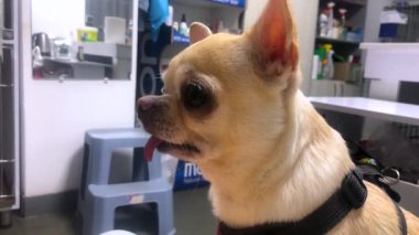 Kapalı alanda bir chihuahua yakın çekim. Veterinerdeki köpek. Chihuahua kendini oturma odasında rahat hissediyor. Hayvan bakımı konsepti