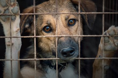 Barınaktaki üzgün evsiz köpek. Hayvan barınağında çitin arkasındaki köpek. Köpek evlat edinilmeyi bekliyor