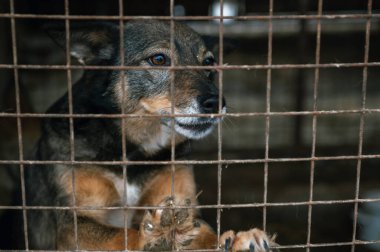Hayvan barınağındaki köpek. Kafesteki evsiz üzgün köpek. Köpek evlat edinilmeyi bekliyor