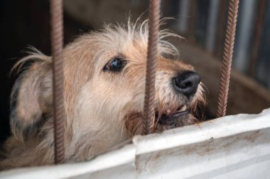 Hayvan barınağındaki köpek. Kafesteki evsiz üzgün köpek. Köpek evlat edinilmeyi bekliyor