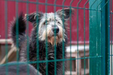 Hayvan barınağındaki köpek. Kafesteki evsiz üzgün köpek. Köpek evlat edinilmeyi bekliyor