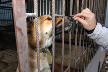 Hayvan barınağındaki köpek. Gönüllü barınakta evsiz bir köpeği besler. Kafesteki köpek.