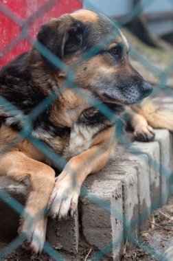 Hayvan barınağındaki köpek. Kafesteki evsiz üzgün köpek. Köpek evlat edinilmeyi bekliyor. Dikey resim