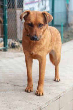 Hayvan barınağındaki köpek. Kafesteki evsiz üzgün köpek. Köpek evlat edinilmeyi bekliyor. Dikey resim