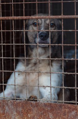 Hayvan barınağındaki köpek. Kafesteki evsiz üzgün köpek. Köpek evlat edinilmeyi bekliyor. Dikey resim