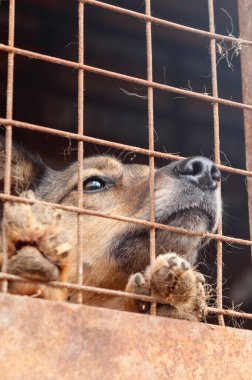 Hayvan barınağındaki köpek. Kafesteki evsiz üzgün köpek. Köpek evlat edinilmeyi bekliyor. Dikey resim