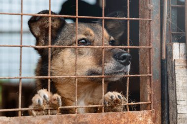 Hayvan barınağındaki köpek. Kafesteki evsiz üzgün köpek. Köpek evlat edinilmeyi bekliyor