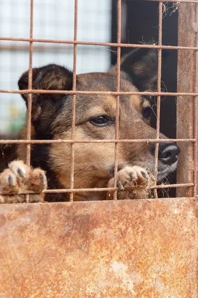 Hayvan barınağındaki köpek. Kafesteki evsiz üzgün köpek. Köpek evlat edinilmeyi bekliyor. Dikey resim