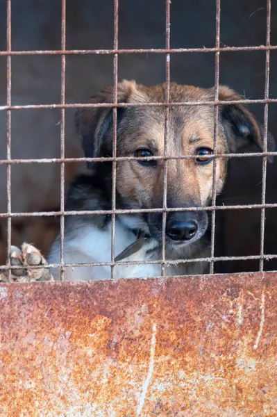 Hayvan barınağındaki köpek. Kafesteki evsiz üzgün köpek. Köpek evlat edinilmeyi bekliyor. Dikey resim