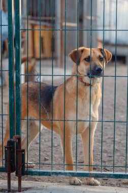 Hayvan barınağındaki köpek. Kafesteki evsiz üzgün köpek. Köpek evlat edinilmeyi bekliyor. Dikey resim