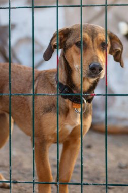Hayvan barınağındaki köpek. Kafesteki evsiz üzgün köpek. Köpek evlat edinilmeyi bekliyor. Dikey resim