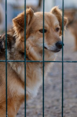 Hayvan barınağındaki köpek. Kafesteki evsiz üzgün köpek. Köpek evlat edinilmeyi bekliyor. Dikey resim
