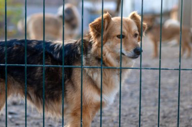 Hayvan barınağındaki köpek. Kafesteki evsiz üzgün köpek. Köpek evlat edinilmeyi bekliyor