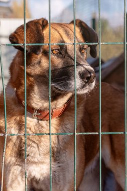 Hayvan barınağındaki köpek. Kafesteki evsiz üzgün köpek. Köpek evlat edinilmeyi bekliyor. Dikey resim