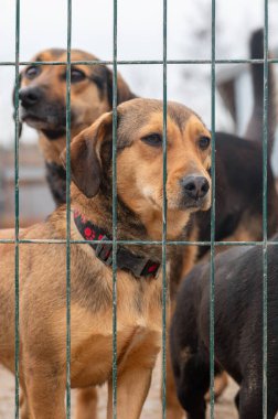 Hayvan barınağındaki köpek. Kafesteki evsiz üzgün köpek. Köpek evlat edinilmeyi bekliyor. Dikey resim