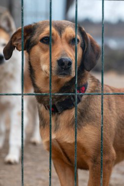 Hayvan barınağındaki köpek. Kafesteki evsiz üzgün köpek. Köpek evlat edinilmeyi bekliyor. Dikey resim