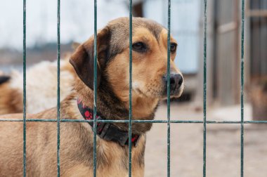 Hayvan barınağındaki köpek. Kafesteki evsiz üzgün köpek. Köpek evlat edinilmeyi bekliyor