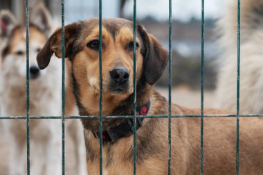Hayvan barınağındaki köpek. Kafesteki evsiz üzgün köpek. Köpek evlat edinilmeyi bekliyor