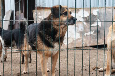 Hayvan barınağındaki köpek. Kafesteki evsiz üzgün köpek. Köpek evlat edinilmeyi bekliyor