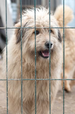 Hayvan barınağındaki köpek. Kafesteki evsiz üzgün köpek. Köpek evlat edinilmeyi bekliyor. Dikey resim