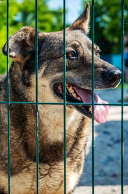 Hayvan barınağındaki köpek. Kafesteki evsiz üzgün köpek. Köpek evlat edinilmeyi bekliyor. Dikey resim