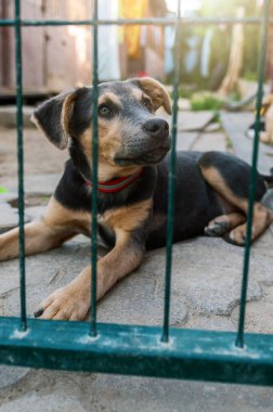 Hayvan barınağındaki köpek. Kafesteki evsiz üzgün köpek. Köpek evlat edinilmeyi bekliyor. Dikey resim