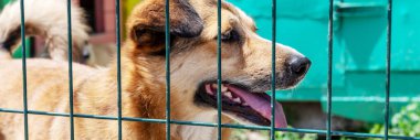 Barınaktaki üzgün evsiz köpek. Hayvan barınağında çitin arkasındaki köpek. Köpek evlat edinilmeyi bekliyor