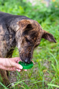 İnsan eli tarafından tutulan yeşil plastik kapaktan su içen bir köpeğin yakın plan görüntüsü. Sahne, uzun otlar ve doğal yeşilliklerle çevrili güneşli bir günde açık havada geçiyor. Köpek susamış ve minnettar görünüyor, insan jesti ise...